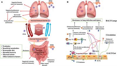 Intestinal Flora as a Potential Strategy to Fight SARS-CoV-2 Infection